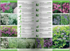 KATALOG BYLIN II Kwiaty, trawy i paprocie